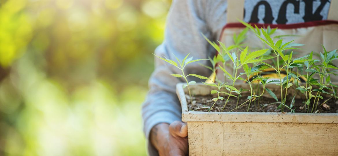 Agriculture holding pots of marijuana trees. Cannabis on beautiful background.